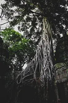 A large ancient ruins of Ta Prohm Temple overgrown with roots from a towering Banyan tree in a jungle setting