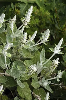Large annual limbwort - Sideritis macrostachys