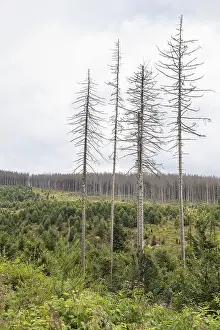 Large areas affected by forest dieback
