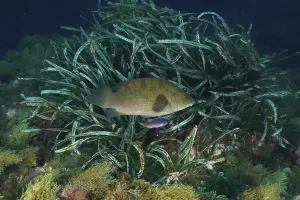 Large Ballan wrasse (Labrus bergylta)