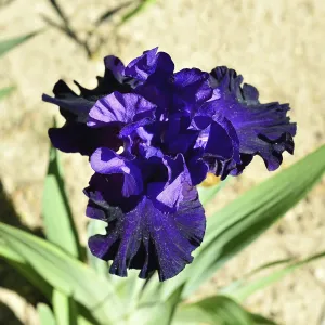 Large beautiful blue iris in the garden with sunlight