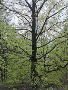 Large beech (fagus) with fresh green leaves in a lively spring forest
