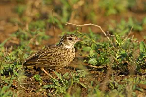 Large-billed Lark (Galerida magnirostris)