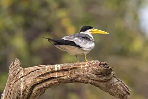 Large-billed Tern (Phaetusa simplex)