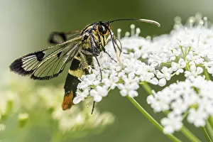 Large birch glasswing (Synanthedon scoliaeformis)
