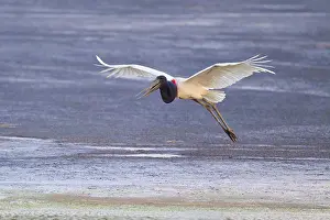 A large bird flies over the ground