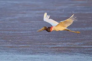 A large bird flies horizontally over a dark lake at dusk