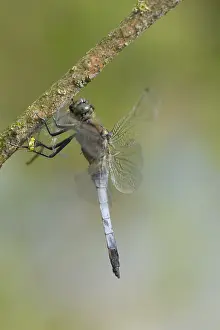 Large blue arrow (Orthetrum cancellatum)