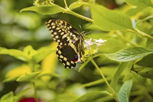 Large butterfly on a plant, showing wing pattern in contrast to green foliage