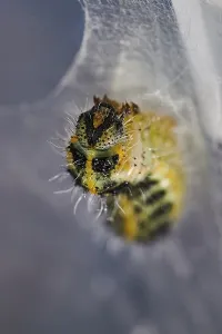 Large cabbage butterfly (Pieris brassicae)