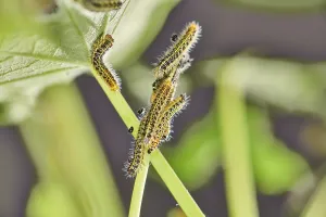 Large cabbage butterfly (Pieris brassicae) caterpillars