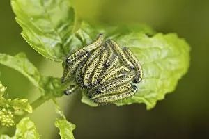 Large or Cabbage white butterfly (Pieris brassicae)
