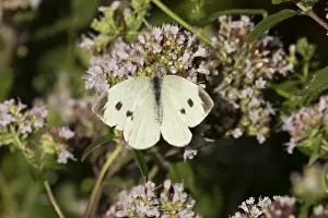 Large or Cabbage white butterfly (Pieris brassicae)