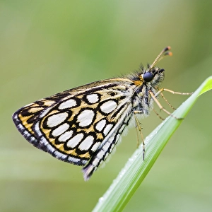 Large Chequered Skipper (Heteropterus morpheus)