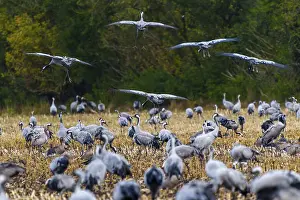Category Wildlife DE Prints: Large cluster of cranes in a field with trees in the background