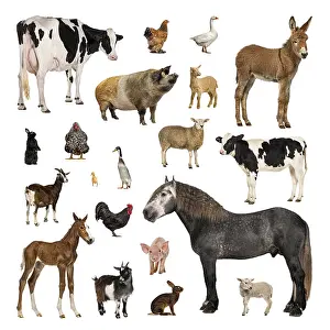 Large collection of farm animal