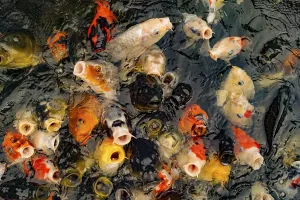 A large amount of colorful carp