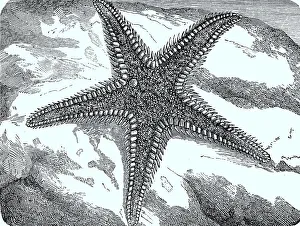 Large Comb Starfish or Red Comb Starfish