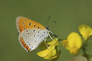 Large Copper (Lycaena dispar) on flower
