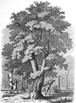 Large cork oak, Quercus suber, and people harvesting the cork bark