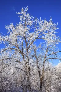 Large cottonwood trees covered in bright white hoar frost on a clear winter morning with a clear blue sky