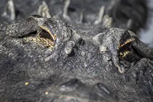 A large dangerous Crocodile at the Oasis Park on Fuerteventura