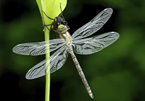Large dragonfly on dark green background