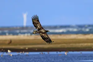 Category Wildlife DE Prints: A large eagle flies along the coast near a wind turbine