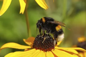 Large earth bumblebee (Bombus terrestris)