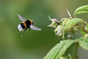 Category Wildlife DE Prints: Large earth bumblebee (Bombus terrestris)