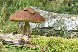 Large edible mushroom of the species orange birch bolete (Leccinum versipelle)