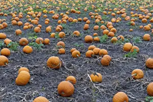 Large field with many pumpkins