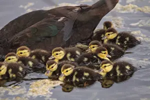 Large flock of Baby Muscovy ducklings Cairina moschata crowd together in a pond in Naples