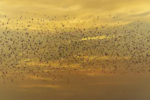 A large flock of birds flying in front of an orange sky at sunset