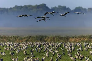Large flock of cranes in a meadow