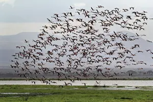 A large flock of flamingos in the Amboseli National Park