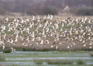 Large flock of ruff (Calidris pugnax) in flight over a grassy landscape