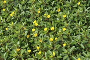 Large flower Primrose