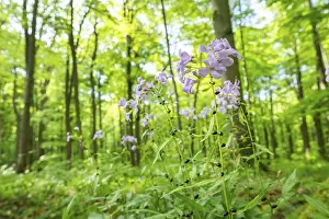 Large-flowered bittercress (Cardamine bulbifera)