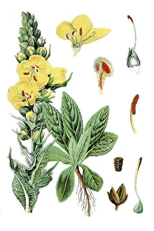 Large-flowered Mullein (Verbascum thapsiforme)