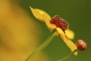 Large-flowered tickseed (Coreopsis grandiflora)