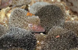 Large Greater hedgehog tenrec (Setifer setosus)