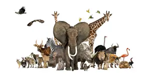 Large group of African fauna, safari wildlife animals together