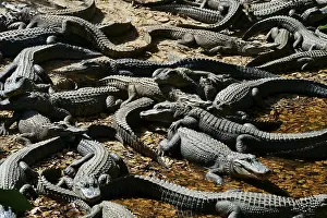 Large group of alligators on leaves and soil in a slightly shady environment
