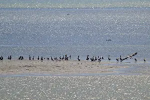 A large group of birds gather on a sandbank in the water