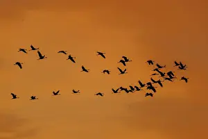 Large group of birds in silhouette against an orange sky