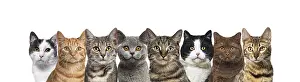 Large group of cats together in a row looking at the camera isolated on white