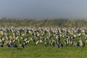 Large group of cranes standing on a foggy meadow