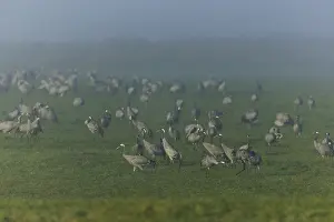 A large group of cranes stands on a foggy meadow