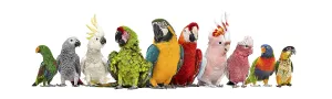Large group of many different exotic pet birds